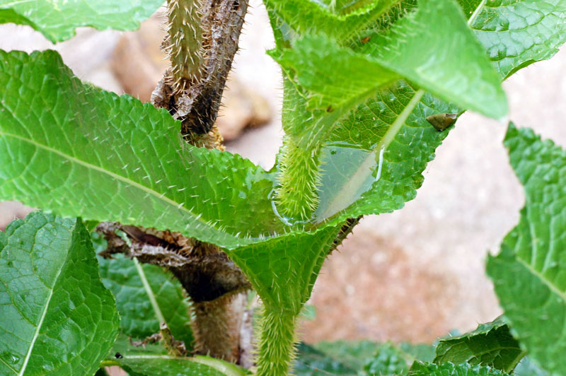 Dipsacus valsecchii / Scardaccione di Valsecchi